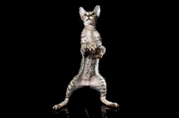 Picture of kitten on two feet, dancing