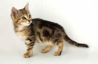 Picture of kitten on white background, looking back