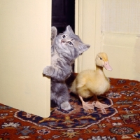 Picture of kitten opening door and duckling