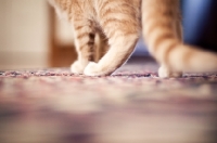 Picture of Kitten paws on carpet