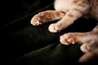 Picture of Kitten paws on couch