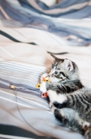 Picture of kitten playing on bed sheets