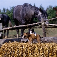 Picture of kitten pouncing on undocked griffon puppy with horse behind
