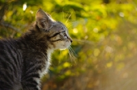 Picture of kitten, profile