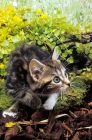 Picture of kitten prowling