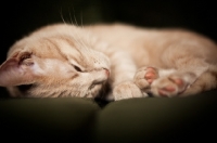 Picture of kitten resting on couch