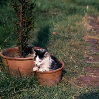 Picture of kitten sitting in a  flowerpot