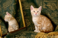 Picture of kitten sitting near mirror