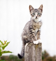 Picture of kitten sitting on a pole