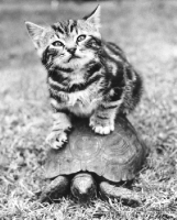 Picture of kitten sitting on a tortoise