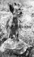 Picture of kitten sitting on a tortoise