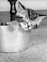Picture of kitten sleeping in pan