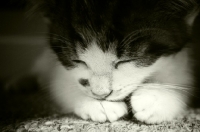 Picture of kitten sleeping on carpet