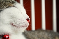 Picture of Kitten sleeping on chair