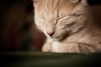 Picture of Kitten sleeping on couch