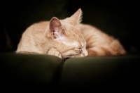 Picture of Kitten sleeping on couch