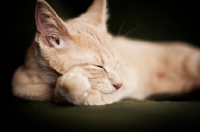 Picture of Kitten sleeping on couch