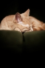 Picture of Kitten sleeping on couch