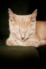 Picture of Kitten sleeping on couch