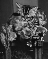 Picture of kitten sleeping on top of a Cocker Spaniel puppy