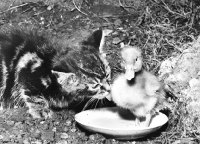 Picture of kitten smelling duckling