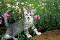 Picture of kitten smelling flowers