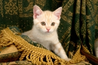 Picture of kitten standing on fabric