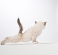 Picture of kitten stretching