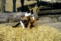 Picture of kitten trying to climb over griffon puppy