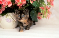 Picture of kitten under pot of flowers