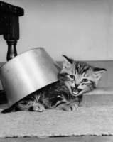 Picture of kitten underneath a pan