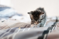 Picture of kitten walking on bed