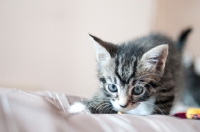 Picture of kitten walking on sheet