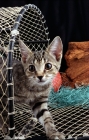 Picture of kitten walking out of a travel basket