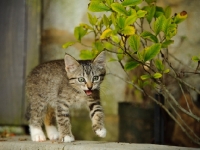 Picture of Kitten walking outside