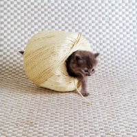 Picture of kitten walking through ball of string