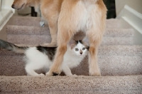 Picture of kitten walking underneath dog