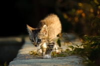 Picture of kitten walking