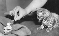 Picture of kitten watching a baby canary being fed