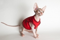 Picture of Kitten wearing a red jumper