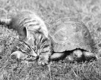 Picture of kitten with a tortoise
