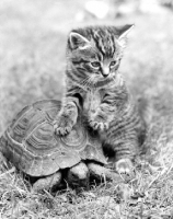 Picture of kitten with a tortoise