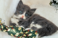 Picture of kitten with Christmas cracker