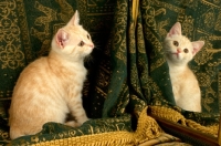 Picture of kitten with mirror
