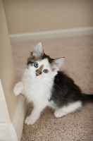 Picture of kitten with paw up