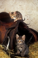 Picture of kittens on a saddle