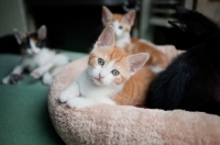 Picture of Kittens together in basket