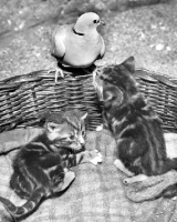 Picture of Kittens with a dove