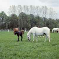 Picture of kladruber mare and foal