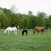 Picture of kladruber mares and foals at kladruby, czech republic